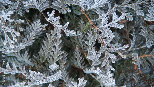 Photo texture of a Christmas tree. Background of coniferous trees. Christmas tree in the snow. Size 4K