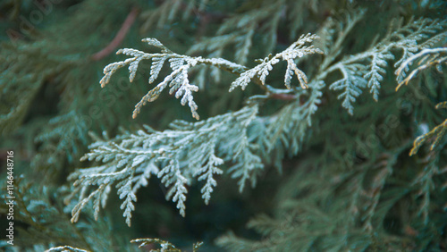 Photo texture of a Christmas tree. Background of coniferous trees. Christmas tree in the snow. Size 4K