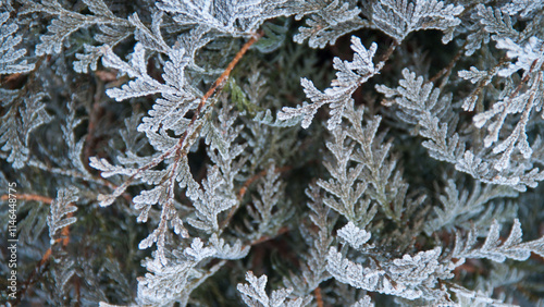 Photo texture of a Christmas tree. Background of coniferous trees. Christmas tree in the snow. Size 4K