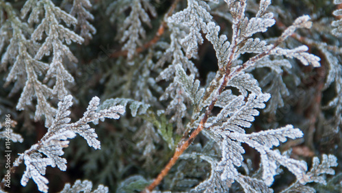 Photo texture of a Christmas tree. Background of coniferous trees. Christmas tree in the snow. Size 4K