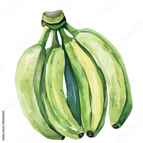 A watercolor clipart of a ripe bunch of green bananas, isolated on a white background. Ripe green bananas vector.
