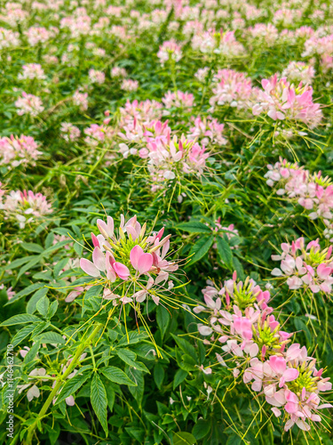 A field of pink flowers in a sunny day outdoors gardens