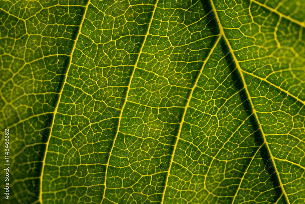 green leaf texture green leaf texture