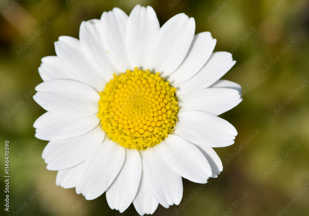 flowers growing in rural areas. wild white daisy photos. flowers growing in rural areas. wild white daisy photos.