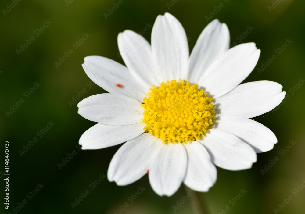 flowers growing in rural areas. wild white daisy photos. flowers growing in rural areas. wild white daisy photos.