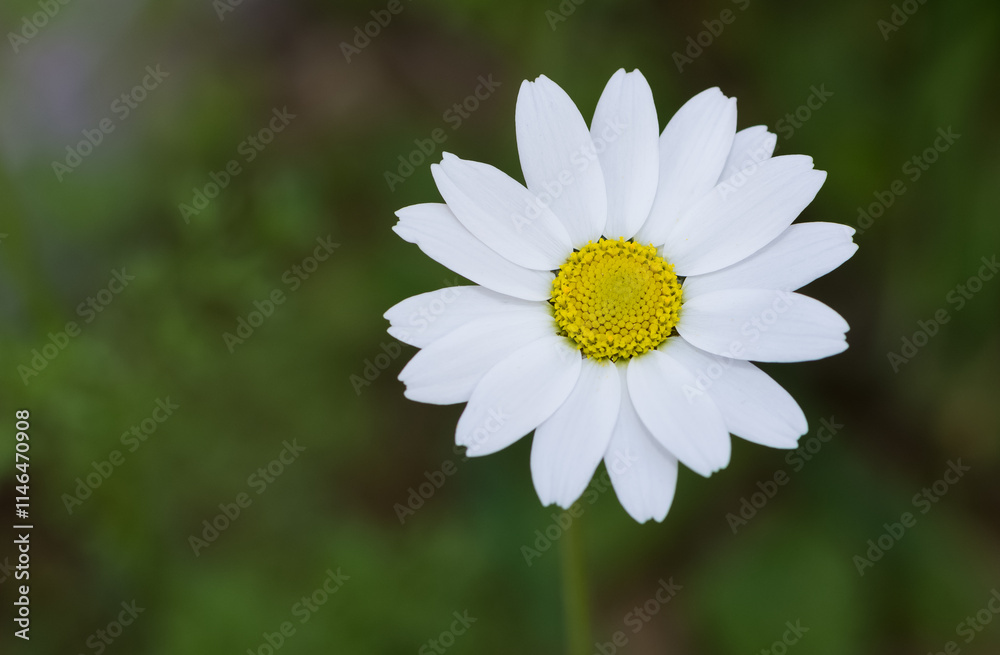 Fototapeta premium flowers growing in rural areas. wild white daisy photos.