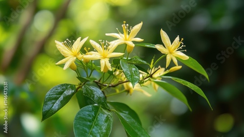 Yellow Flowers Blooming on Green Leafy Branch