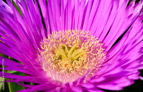 peaceful flowers in nature and natural environment photo