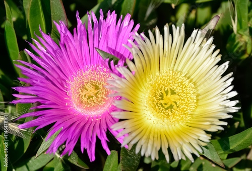 peaceful flowers in nature and natural environment photo