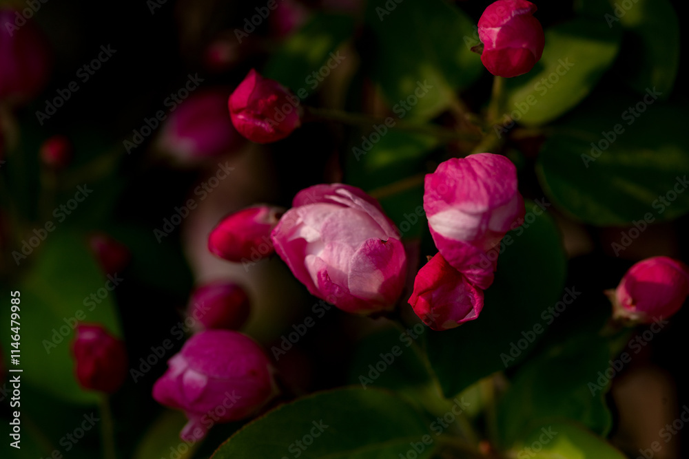Spring arrives, and everything along the garden riverbank is renewed. Plants grow tender shoots and bloom with colorful flowers, presenting beautiful background materials