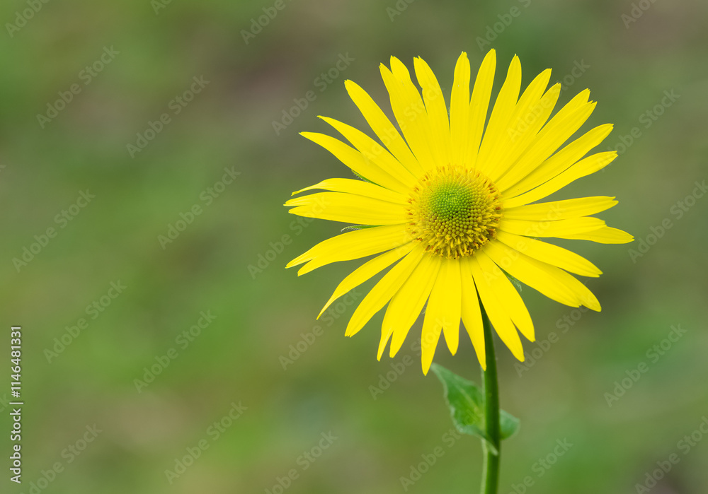 photos of yellow flowers growing at high altitude photos of yellow flowers growing at high altitude