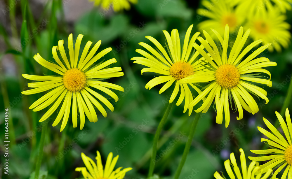 photos of yellow flowers growing at high altitude