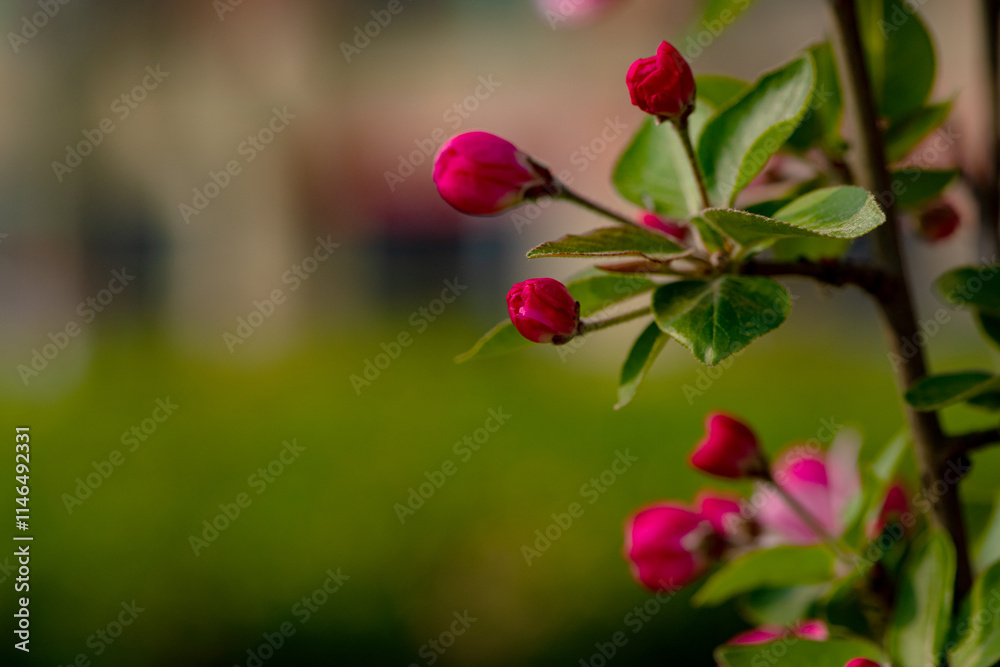 Fototapeta premium Spring arrives, and everything along the garden riverbank is renewed. Plants grow tender shoots and bloom with colorful flowers, presenting beautiful background materials