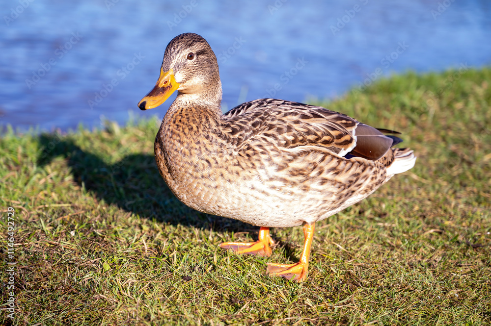 gray duck on the background of the lake gray duck on the background of the lake