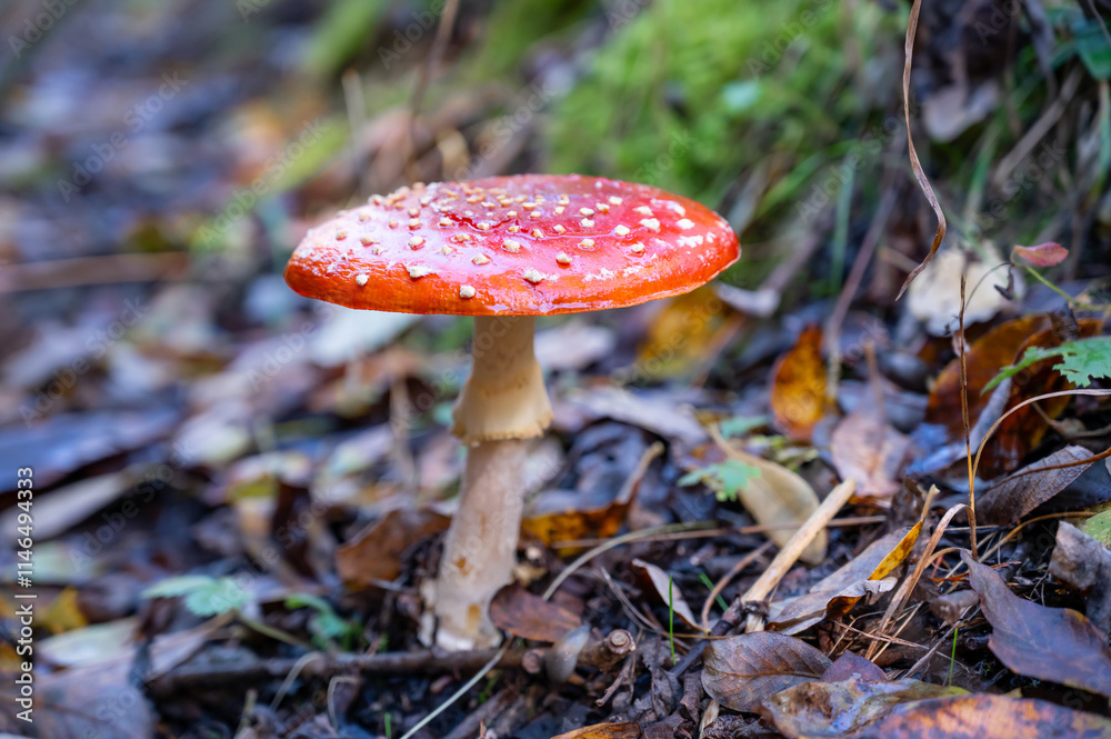 beautiful red fly agaric in the autumn forest