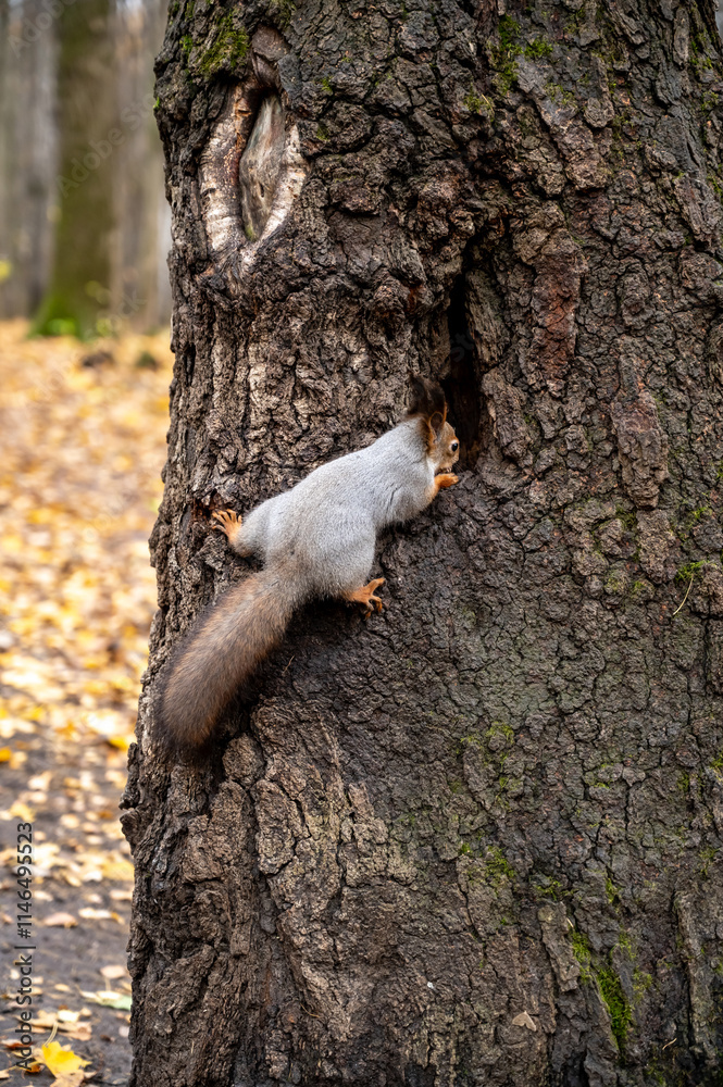 gray squirrel sitting on a tree trunk, close-up gray squirrel sitting on a tree trunk, close-up