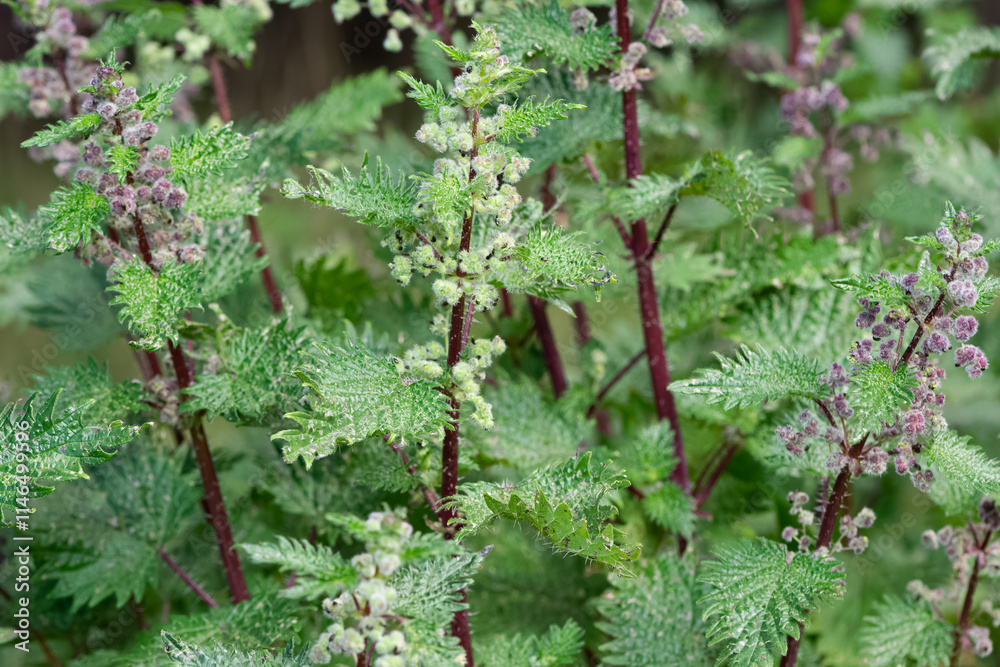photos of medicinal plants and nettle plant photos of medicinal plants and nettle plant