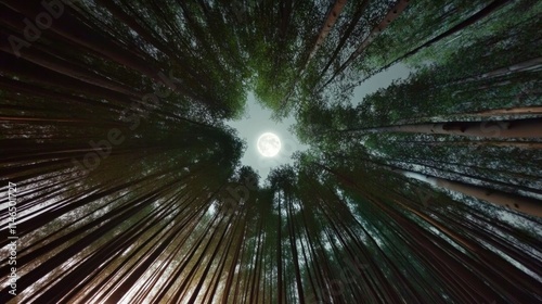 A serene forest with green trees stretching towards the clear sky on a full moon night, showcasing the beauty of nature photo