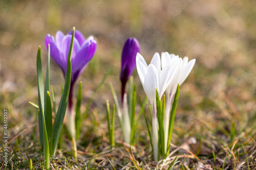 Purple and white crocuses in the grass Purple and white crocuses in the grass