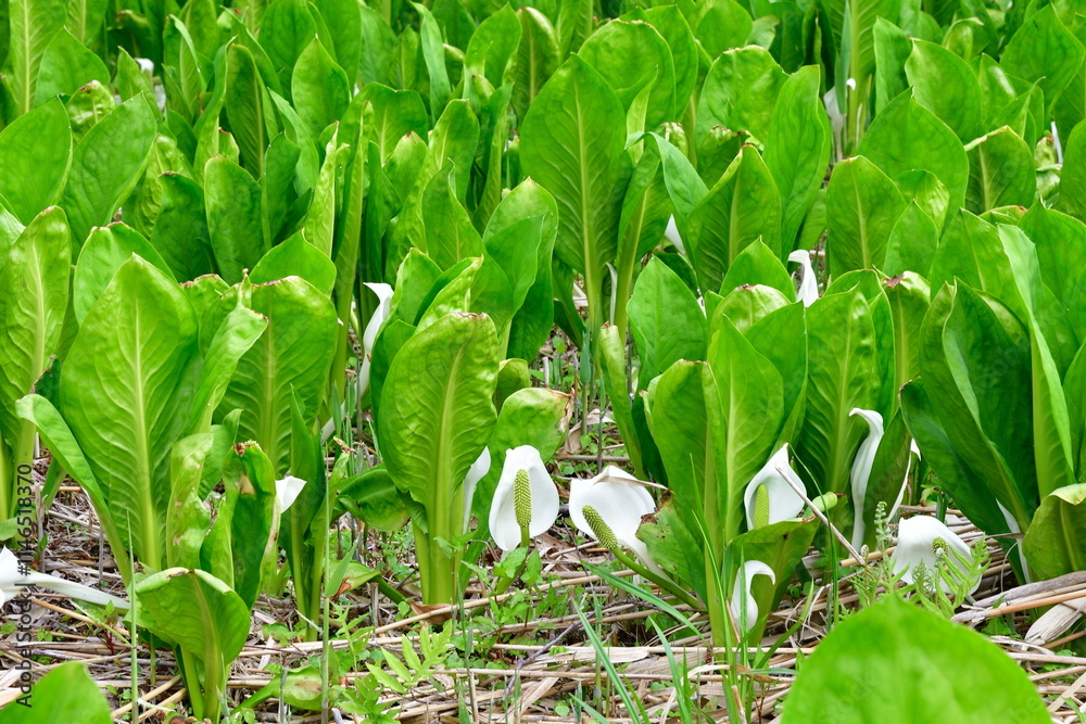 Obraz premium 胎内市地本水芭蕉群落(新潟県)