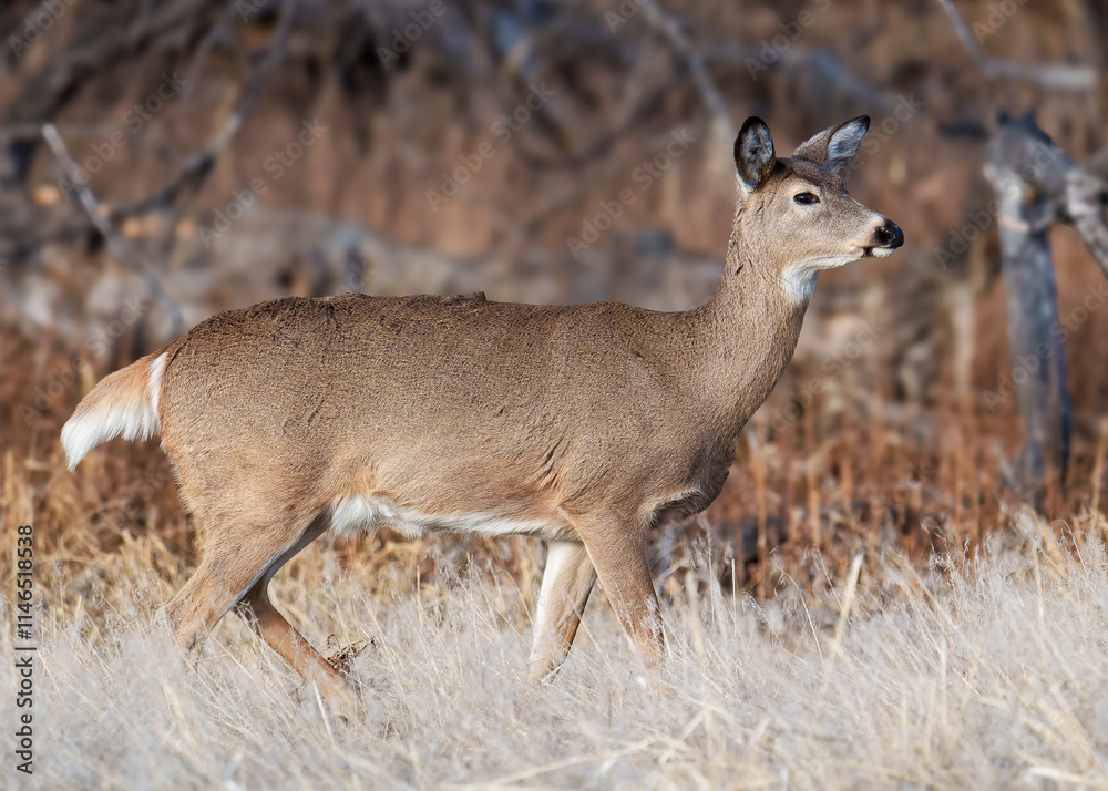 Colorado Wildlife. Wild Deer on the High Plains of Colorado. White-tail doe in tall grass. Colorado Wildlife. Wild Deer on the High Plains of Colorado. White-tail doe in tall grass.