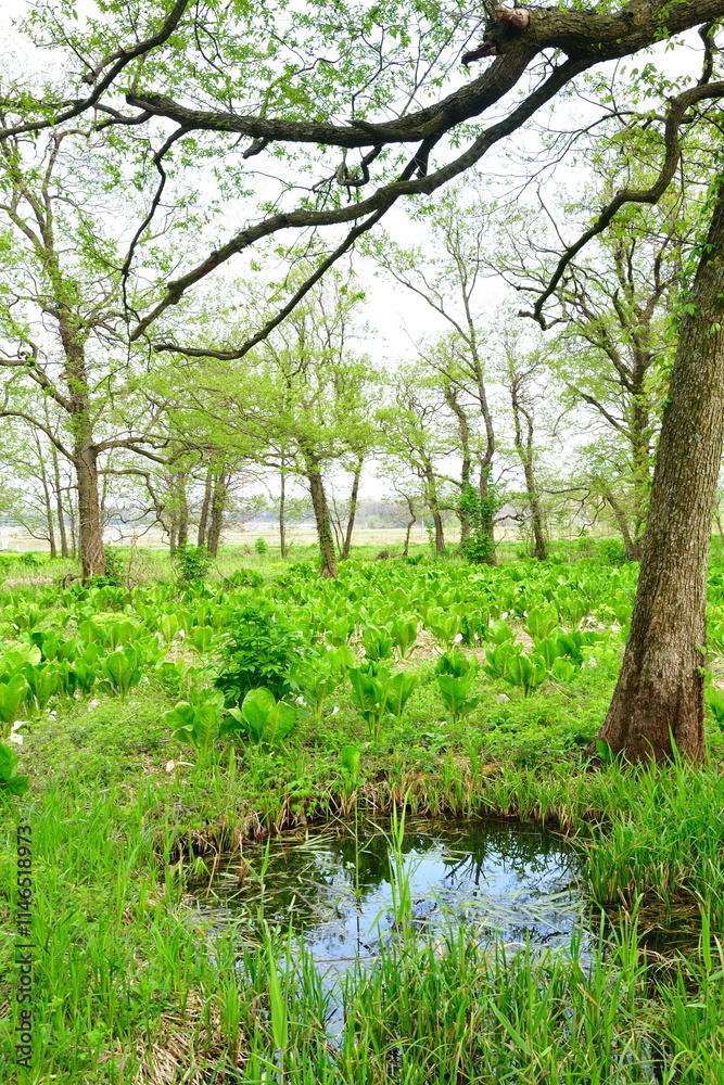 胎内市地本水芭蕉群落(新潟県) 胎内市地本水芭蕉群落(新潟県)