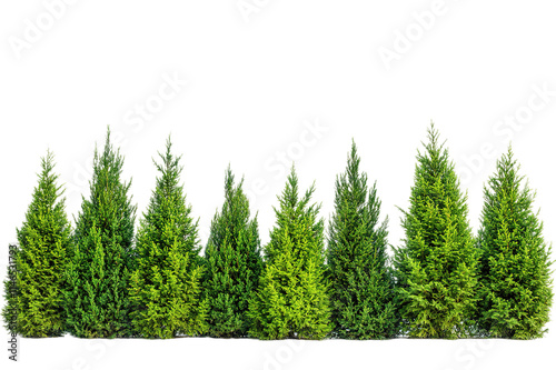 Row of lush green pine trees isolated on white background photo