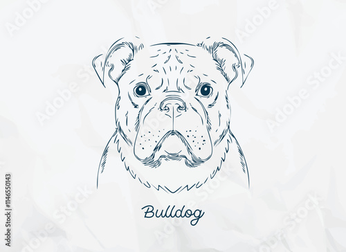 A minimalist pen doodle sketch illustration on paper of a serious yet adorable bulldog in hand-drawn line art. Perfect for greeting cards, social media, printables, posters, or pet photos frames. photo