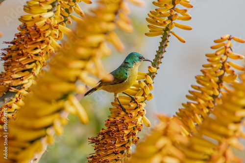 A dazzling sunbird nestles in a vibrant aloe, its iridescent feathers catching the sunlight. Surrounded by fiery orange blooms, it sips nectar delicately, a tiny jewel in the heart of nature’s palette