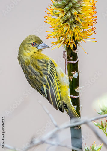 A vibrant weaver perches delicately on the slender stem of a flower, its golden feathers glowing in the sunlight. Its sharp beak, poised and still, hints at a moment of quiet observation.