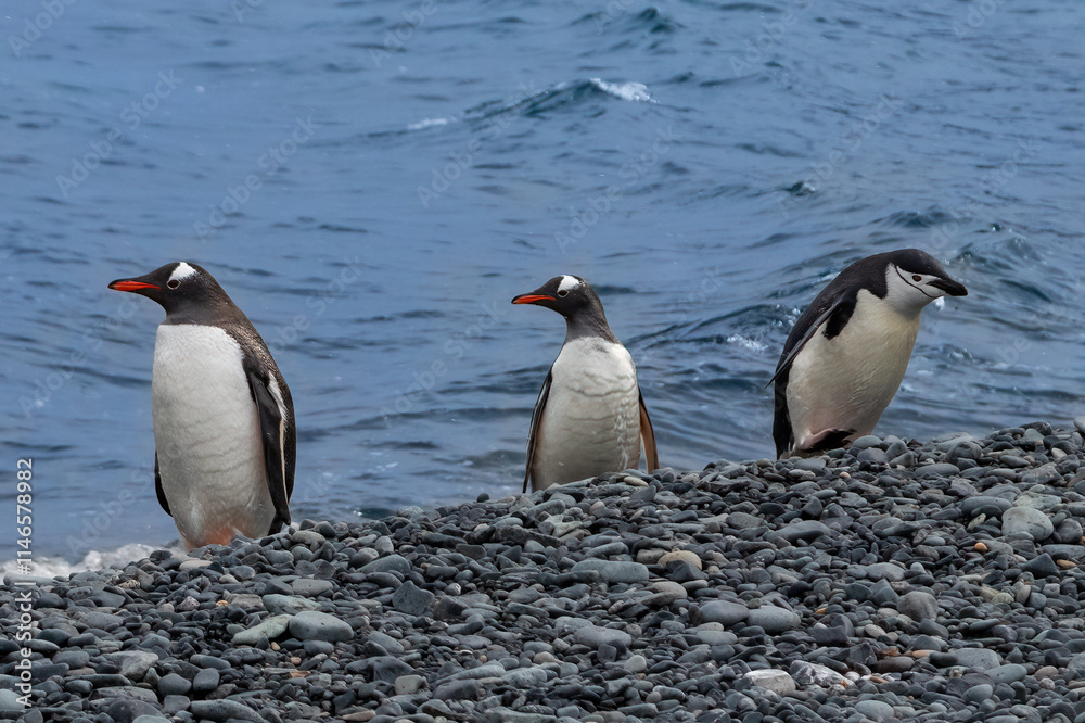 Naklejka premium Chinstrap penguin (Pygoscelis antarcticus) and Gentoo penguins (Pygoscelis papua) standing in a group, on rocky shore of the Antarctic Peninsula. Blue ocean in the background. 