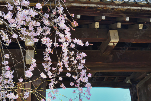 妙覚寺　美しい枝垂れ桜（しだれ桜）　（日本京都府京都市） Myokakuji Temple: Beautiful weeping cherry blossoms with copy space (Kyoto City, Kyoto Prefecture, Japan)