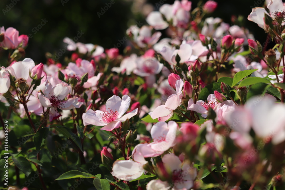 Obraz premium Rose garden