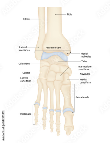 Structure of Foot Bone Anatomy