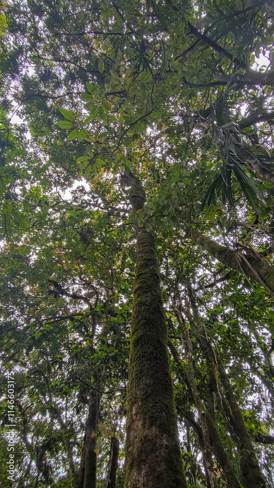 Fototapeta premium trees in the forest