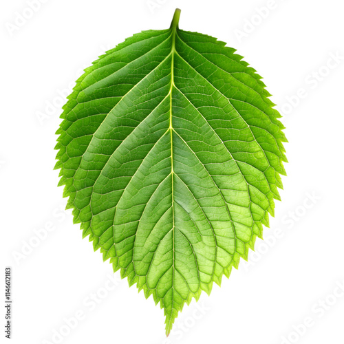 Green leaf on transparent background photo