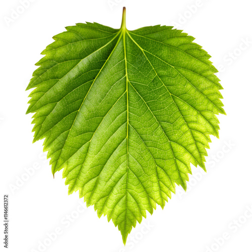 Green leaf on transparent background photo