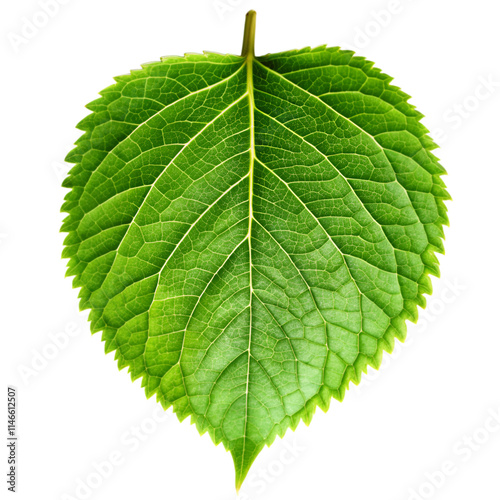 Green leaf on transparent background photo