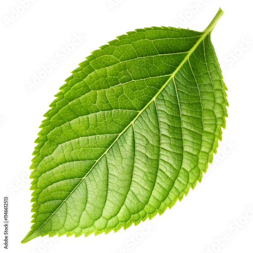 Green leaf on transparent background photo