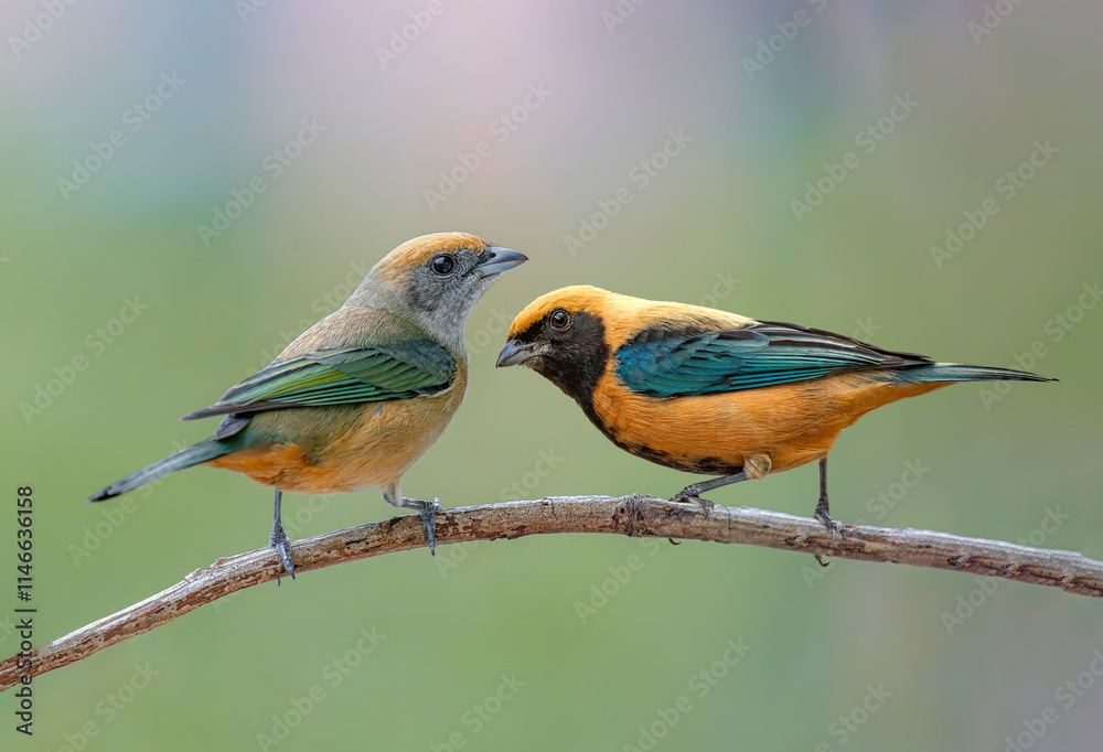 Fototapeta premium Burnished-buff Tanager on a branch