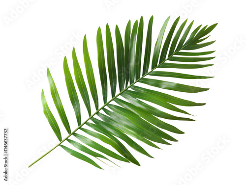 Green Palm Leaf Isolated on Transparent Background for Design Use