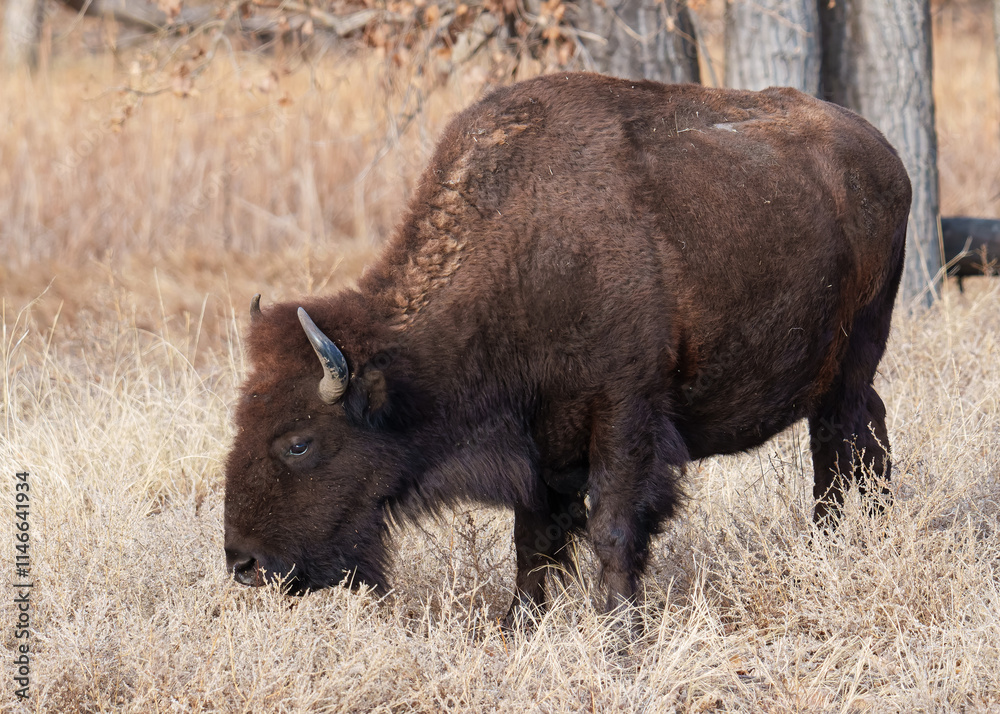 Wild American Bison on the high plains of Colorado. Mammals of North America. Wild American Bison on the high plains of Colorado. Mammals of North America.