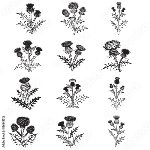 Illustration of thistle plant. Thistle flower vector illustration.