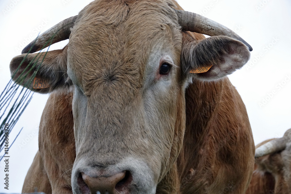 Portrait de vaches et taureaux dans les pâturages du Malzieu-Forain en Lozère, France Portrait de vaches et taureaux dans les pâturages du Malzieu-Forain en Lozère, France