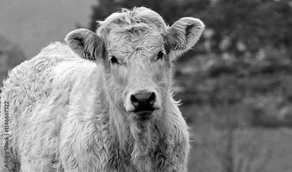 Portrait de vaches et taureaux dans les pâturages du Malzieu-Forain en Lozère, France Portrait de vaches et taureaux dans les pâturages du Malzieu-Forain en Lozère, France