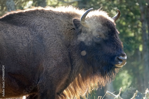 Matin automnale, portrait de bisons d'Europe en Lozère, France photo