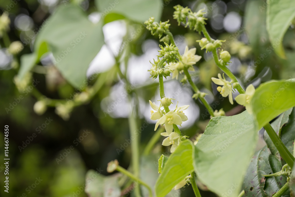 Beautiful Chayote (Sicyos edulis) flowers. Beautiful Chayote (Sicyos edulis) flowers.