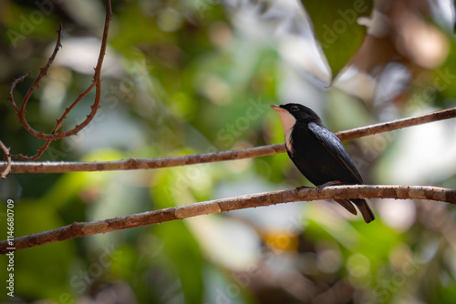 White-throated Manakin
 photo