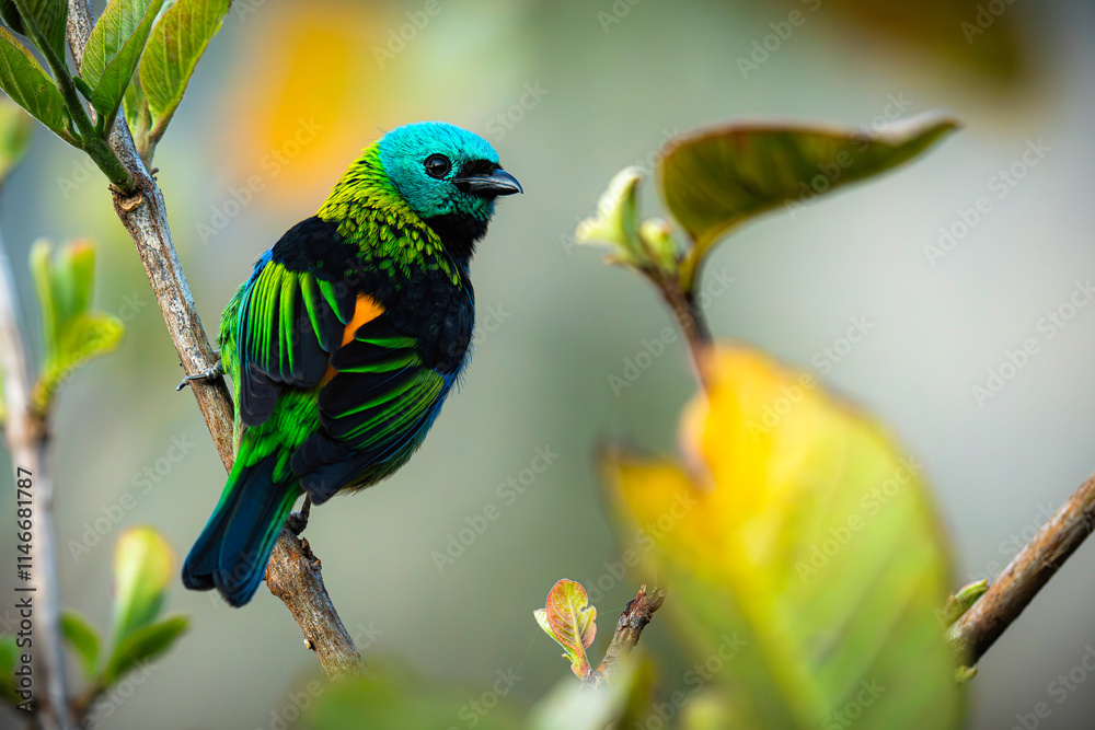 Obraz premium Green-headed Tanager 