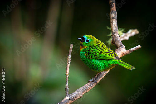 Brassy-breasted Tanager - Tangara desmaresti photo